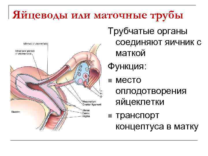 Матка функции. Функции маточных труб. Маточные трубы строение и функции. Маточная труба функция анатомия. Функция матки и маточных труб..