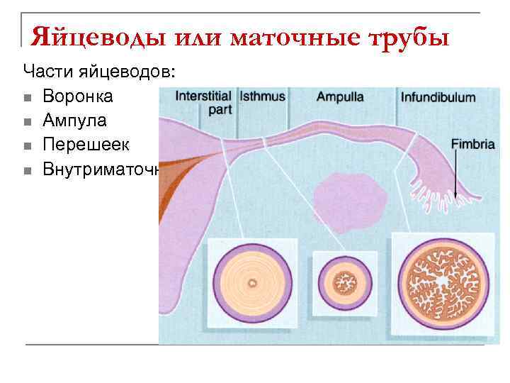 Яйцеводы или маточные трубы Части яйцеводов: n Воронка n Ампула n Перешеек n Внутриматочная