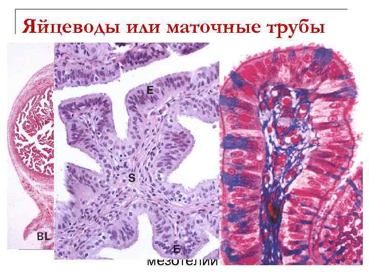 Яйцеводы или маточные трубы Стенка имеет 3 оболочки: n Слизистая: крупные разветвленные складки q