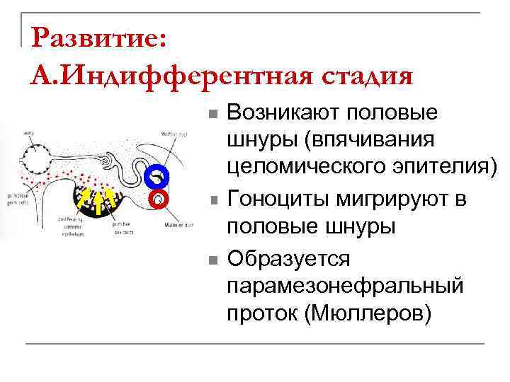 Развитие: А. Индифферентная стадия n n n Возникают половые шнуры (впячивания целомического эпителия) Гоноциты