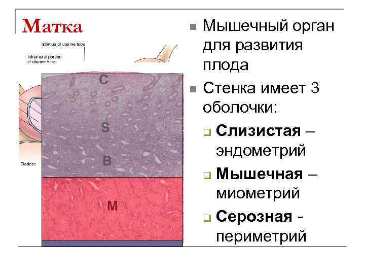 Матка n n Мышечный орган для развития плода Стенка имеет 3 оболочки: q Слизистая