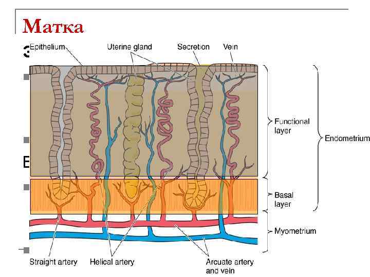 Матка Эндометрий (слизистая) n Эпителий: однослойный призматический, впячивание эпителия образует маточные крипты или железы