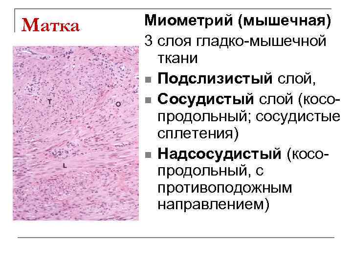 Выражен сосудистый рисунок матки