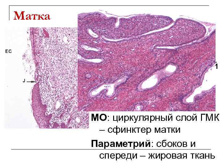 Матка Шейка матки: СО: снаружи: многослойный плоский неороговевающий Э. Канал шейки: однослойный призматический Э.