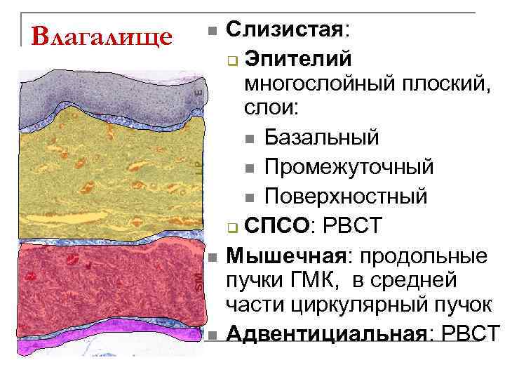 Влагалище n n n Слизистая: q Эпителий многослойный плоский, слои: n Базальный n Промежуточный