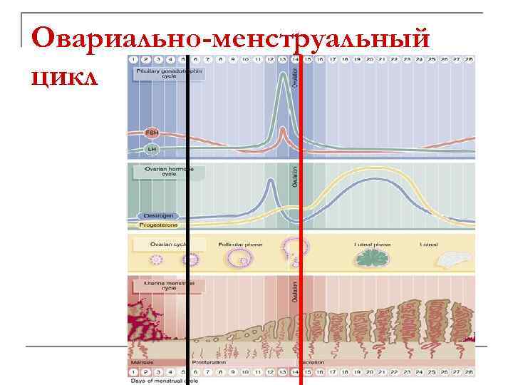 Овариально-менструальный цикл 