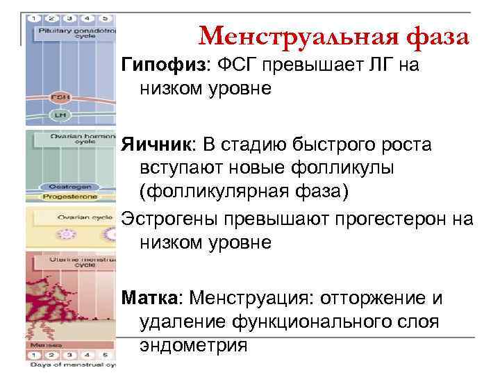 Менструальная фаза Гипофиз: ФСГ превышает ЛГ на низком уровне Яичник: В стадию быстрого роста