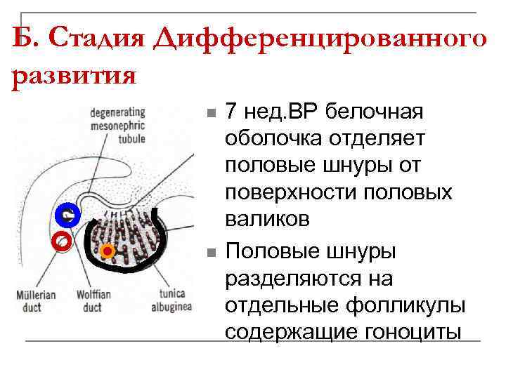 Б. Стадия Дифференцированного развития n n 7 нед. ВР белочная оболочка отделяет половые шнуры