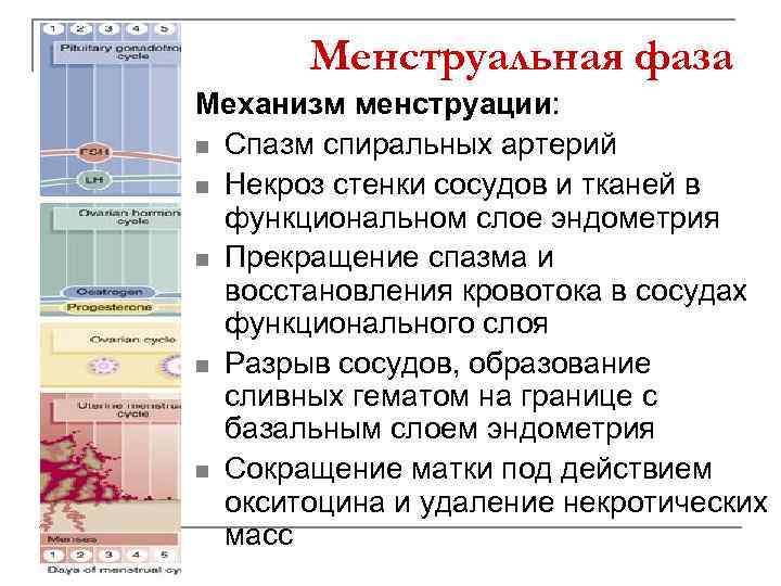 Менструальная фаза Механизм менструации: n Спазм спиральных артерий n Некроз стенки сосудов и тканей