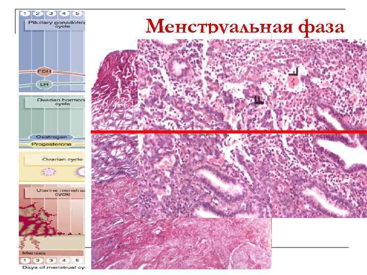 Менструальная фаза 