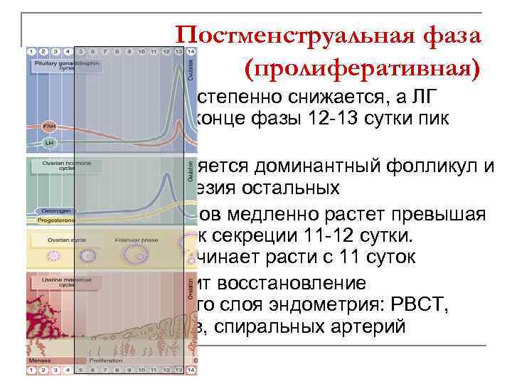 Постменструальная фаза (пролиферативная) Гипофиз: ФСГ постепенно снижается, а ЛГ повышается, в конце фазы 12