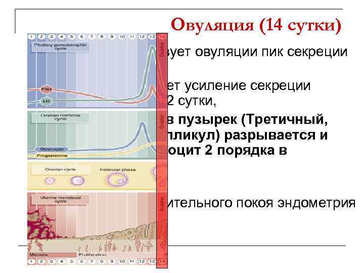 Овуляция (14 сутки) Гипофиз: предшествует овуляции пик секреции ЛГ на 12 -13 сутки Яичник: