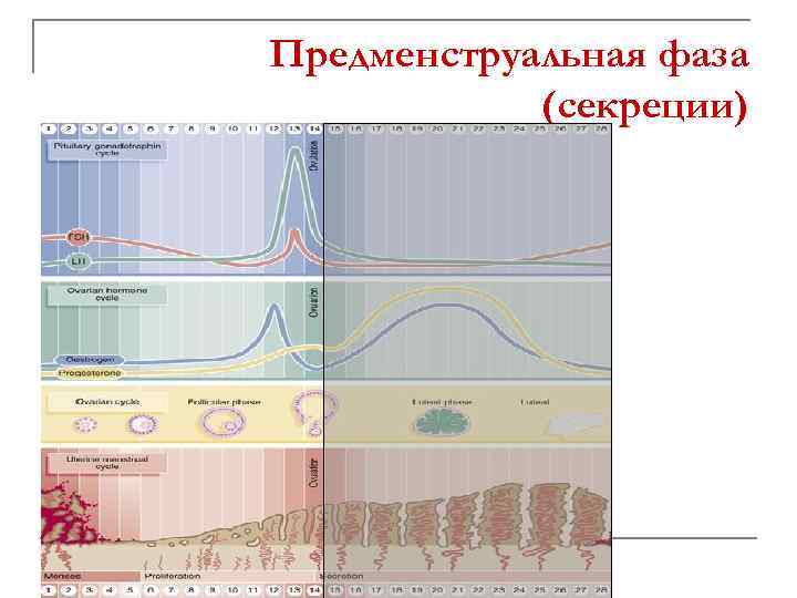 Предменструальная фаза (секреции) 