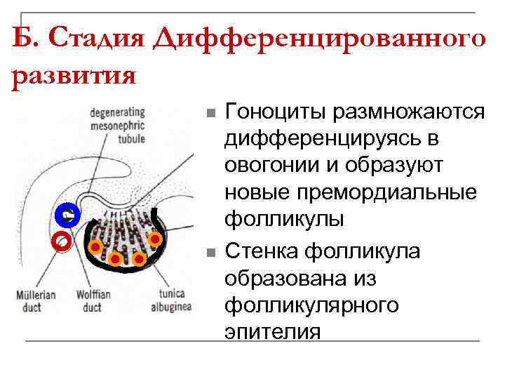 Б. Стадия Дифференцированного развития n n Гоноциты размножаются дифференцируясь в овогонии и образуют новые