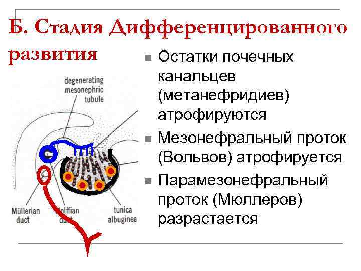 Б. Стадия Дифференцированного развития n Остатки почечных n n канальцев (метанефридиев) атрофируются Мезонефральный проток