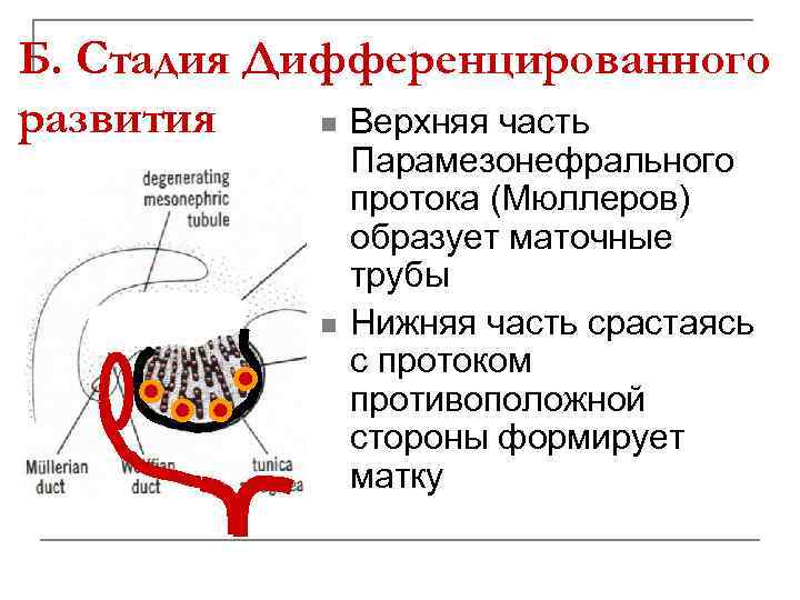 Б. Стадия Дифференцированного развития n Верхняя часть n Парамезонефрального протока (Мюллеров) образует маточные трубы