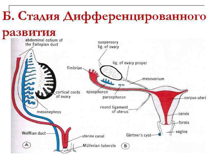 Б. Стадия Дифференцированного развития 