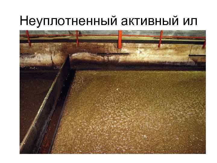 Неуплотненный активный ил 