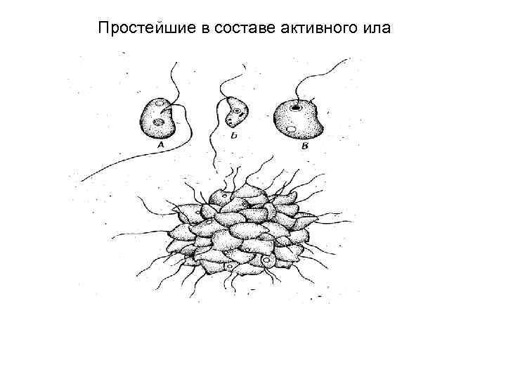 Простейшие в составе активного ила 