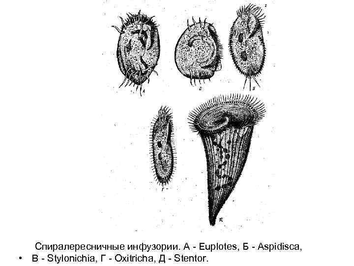 Спиралересничные инфузории. А - Euplotes, Б - Aspidisca, • В - Stylonichia, Г -