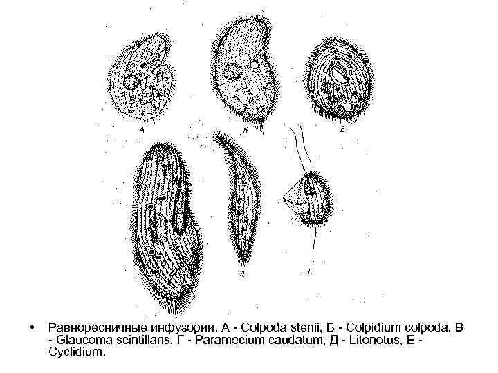  • Равноресничные инфузории. А - Colpoda stenii, Б - Colpidium colpoda, В -