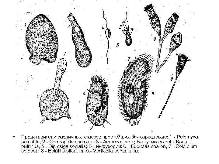  • Представители различных классов простейших. А - саркодовые: 1 - Pelomyxa palustris, 2