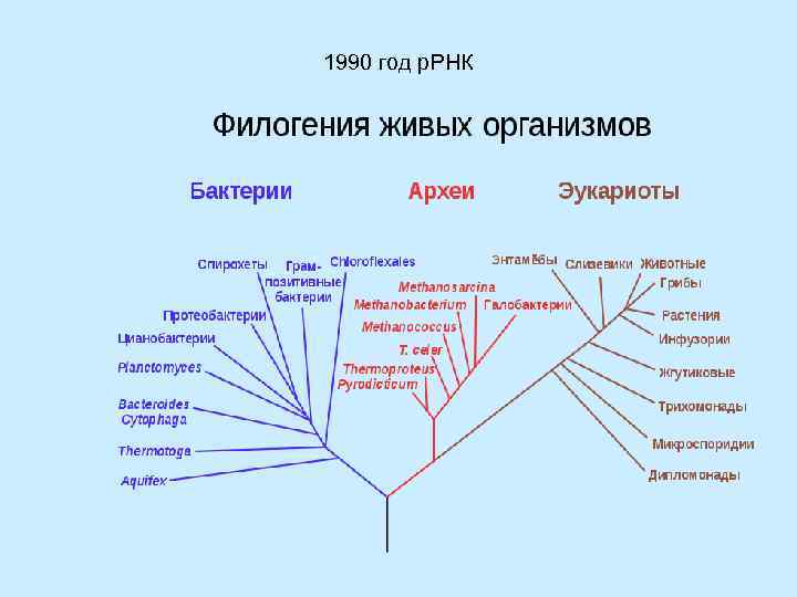 1990 год р. РНК 
