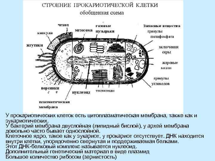 У прокариотических клеток есть цитоплазматическая мембрана, также как и эукариотических. У бактерий мембрана двуслойная