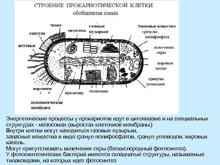 Энергетические процессы у прокариотов идут в цитоплазме и на специальных структурах - мезосомах (выростах