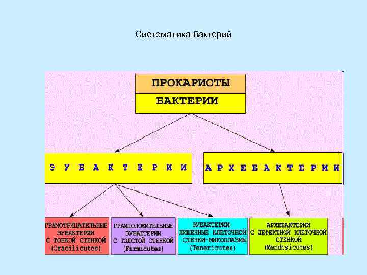 Систематика бактерий 