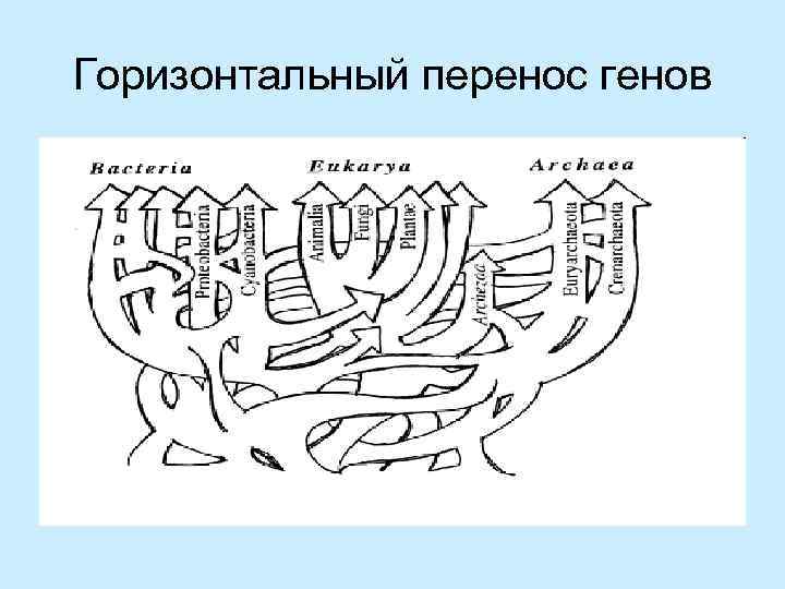 Горизонтальный перенос генов 