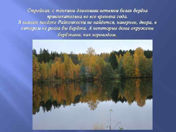 Стройная, с тонкими длинными ветвями белая берёза привлекательна во все времена года. В шашем