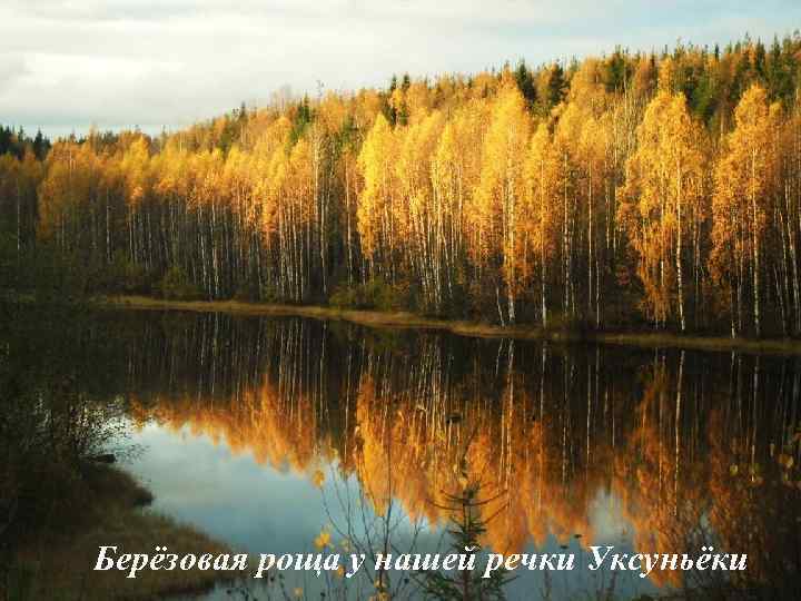 Берёзовая роща у нашей речки Уксуньёки 