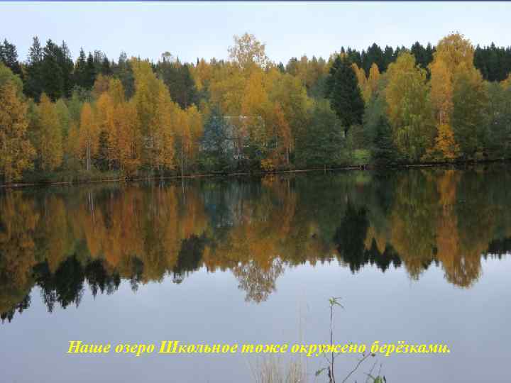 Наше озеро Школьное тоже окружено берёзками. 