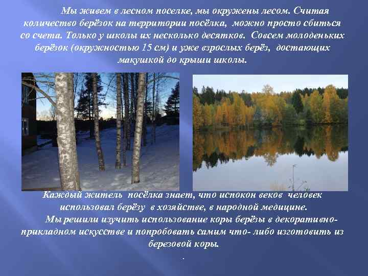 Мы живем в лесном поселке, мы окружены лесом. Считая количество берёзок на территории посёлка,