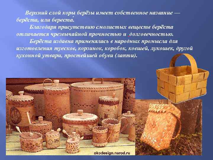 Верхний слой коры берёзы имеет собственное название — берёста, или береста. Благодаря присутствию смолистых