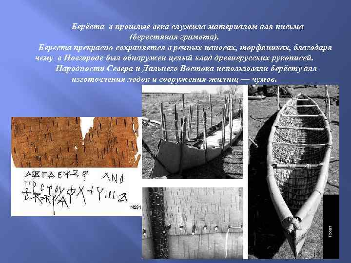  Берёста в прошлые века служила материалом для письма (берестяная грамота). Береста прекрасно сохраняется