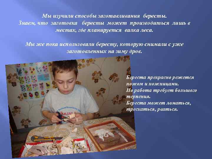 Мы изучили способы заготавливания бересты. Знаем, что заготовка бересты может производиться лишь в местах,
