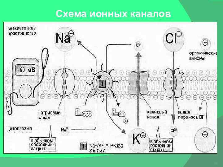 Схема ионных каналов 11 