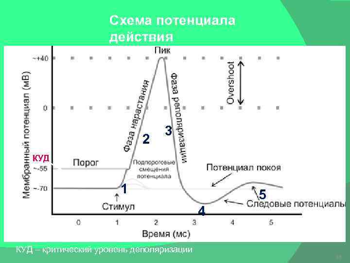 Схема потенциала действия 2 3 КУД 1 5 4 КУД – критический уровень деполяризации