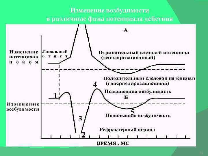 Меры возбудимости