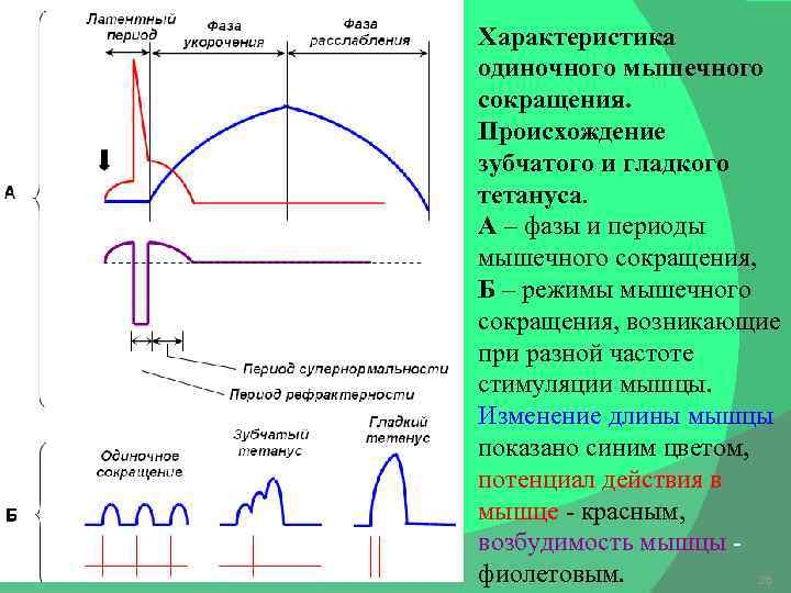 Характеристика одиночного мышечного сокращения. Происхождение зубчатого и гладкого тетануса. А – фазы и периоды