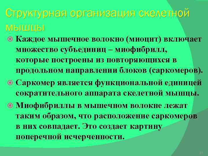 Структурная организация скелетной мышцы Каждое мышечное волокно (миоцит) включает множество субъединиц – миофибрилл, которые