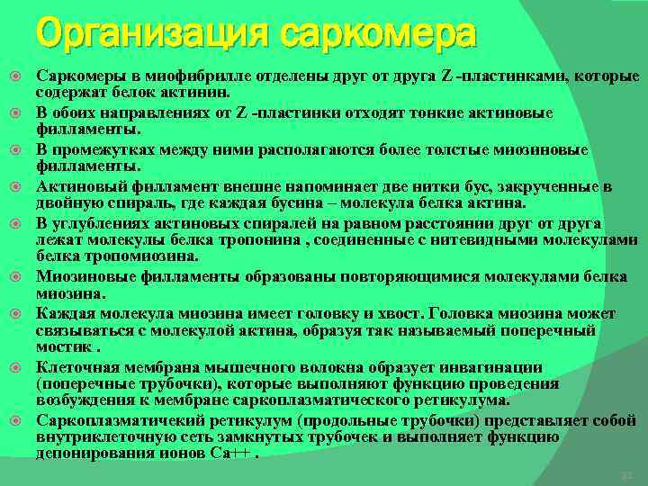Организация саркомера Саркомеры в миофибрилле отделены друг от друга Z -пластинками, которые содержат белок