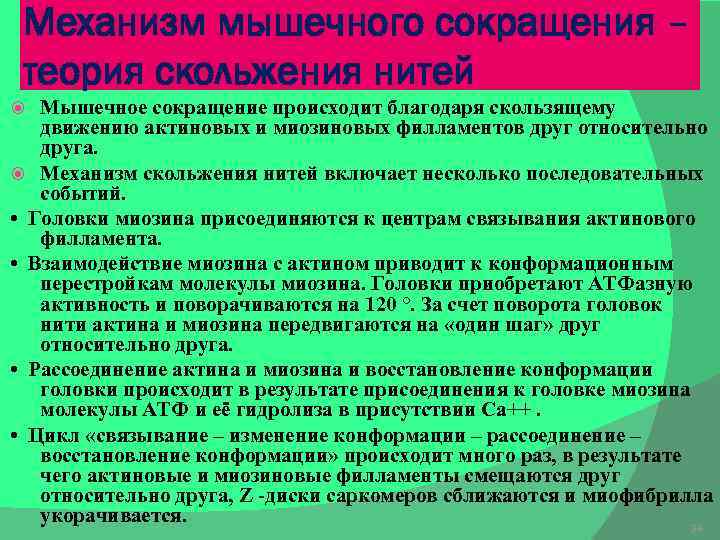 Сокращение через. Теория скольжения физиология. Механизм мышечного скольжения. Теория скользящих нитей АТФ. Отсоединение головки миозина от актиновой нити.