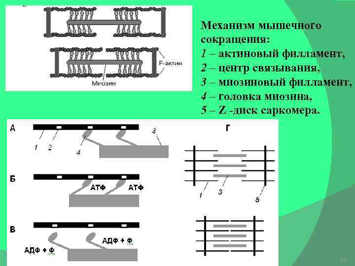 Механизм мышечного сокращения: 1 – актиновый филламент, 2 – центр связывания, 3 – миозиновый