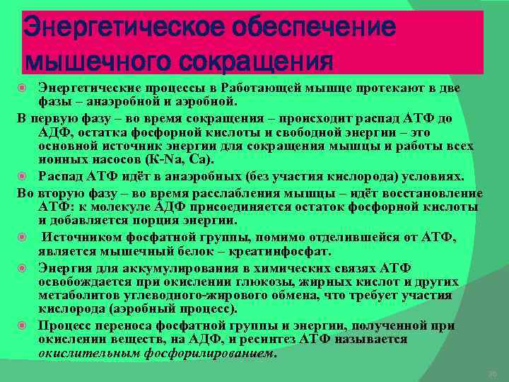 Опишите общую схему энергетического обеспечения мышечного сокращения