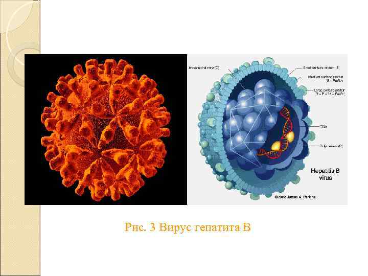 Рис. 3 Вирус гепатита В 