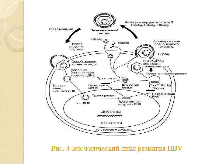 Рис. 4 Биологический цикл развития HBV 