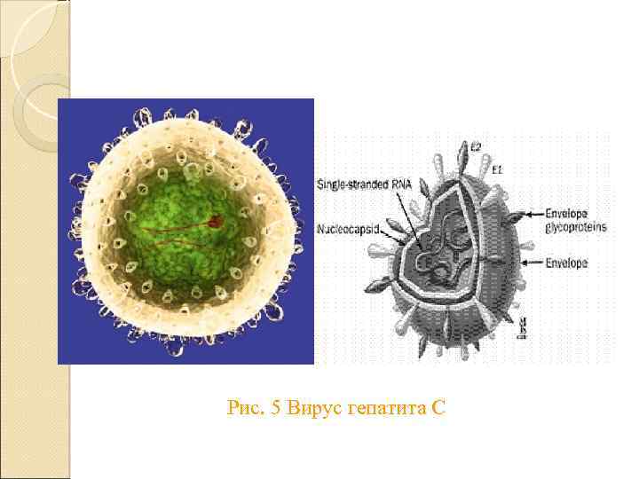 Рис. 5 Вирус гепатита С 